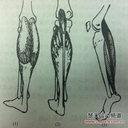 图3,折肌在腓肠肌和比目鱼肌